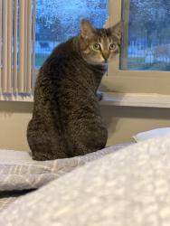 Lost Female Cat last seen 4th Street Laurel, MD, Laurel, MD 20707