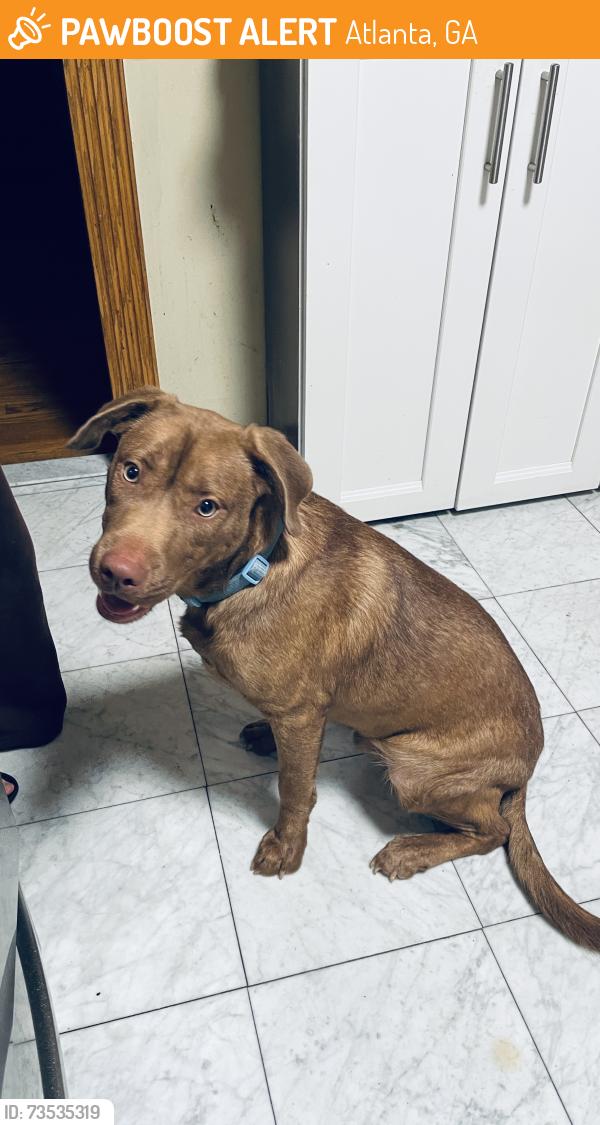 Found/Stray Male Dog last seen Berkeley, Atlanta, GA 30329