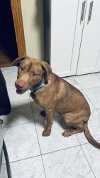 Found/Stray Male Dog last seen Berkeley, Atlanta, GA 30329