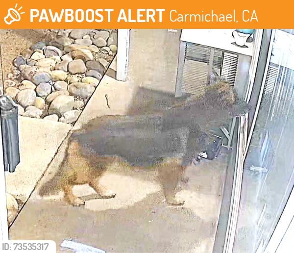 Found/Stray Unknown Dog last seen Near Stanley Avenue, Inside Brentwood apmts, Carmichael, CA 95608