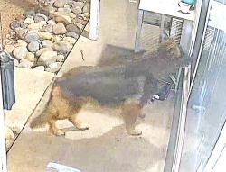 Found/Stray Unknown Dog last seen Near Stanley Avenue, Inside Brentwood apmts, Carmichael, CA 95608