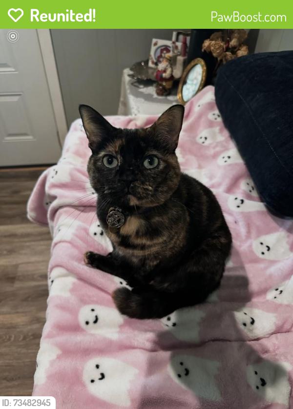 Reunited Female Cat last seen Plainville Rd, Plainville, GA 30733