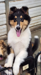 Reunited Female Dog last seen Hemingway Grove Circle, Knoxville, TN 37922