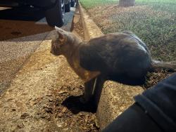 Found/Stray Female Cat last seen By the apmts, Norfolk, VA 23505