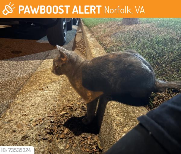 Found/Stray Female Cat last seen By the apmts, Norfolk, VA 23505