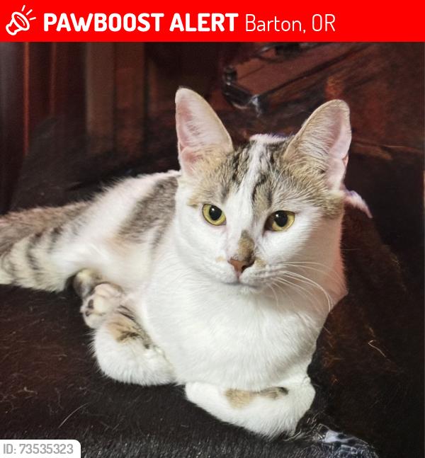 Lost Female Cat last seen Hwy 212 se 232nd rd, Barton, OR 97009