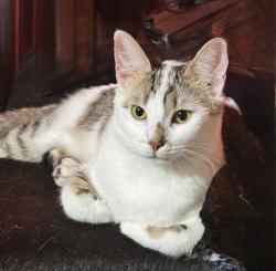 Lost Female Cat last seen Hwy 212 se 232nd rd, Barton, OR 97009