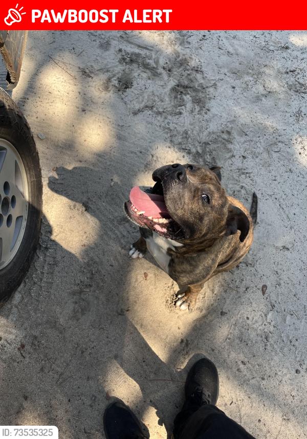 Lost Male Dog last seen Circle k near ridge spring, Batesburg-Leesville, SC 29006