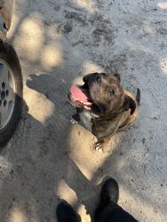 Lost Male Dog last seen Circle k near ridge spring, Batesburg-Leesville, SC 29006