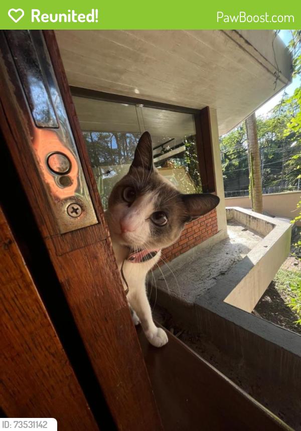 Reunited Female Cat last seen Avenida Morumbi, próximo fazenda churrascada, Vila Tramontano, SP 05691-020