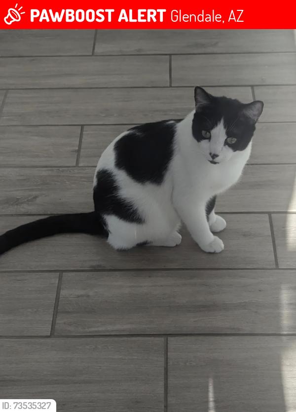 Lost Male Cat last seen 125th ave and kaler, Glendale, AZ 85307