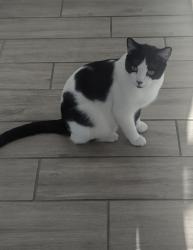 Lost Male Cat last seen 125th ave and kaler, Glendale, AZ 85307