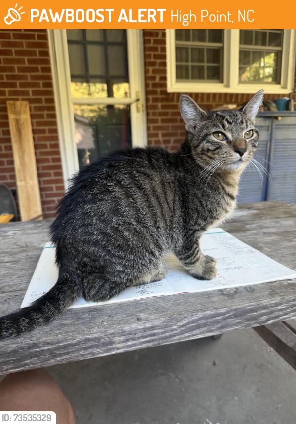 Found/Stray Unknown Cat last seen Pine grove dr., High Point, NC 27265