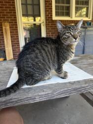 Found/Stray Unknown Cat last seen Pine grove dr., High Point, NC 27265
