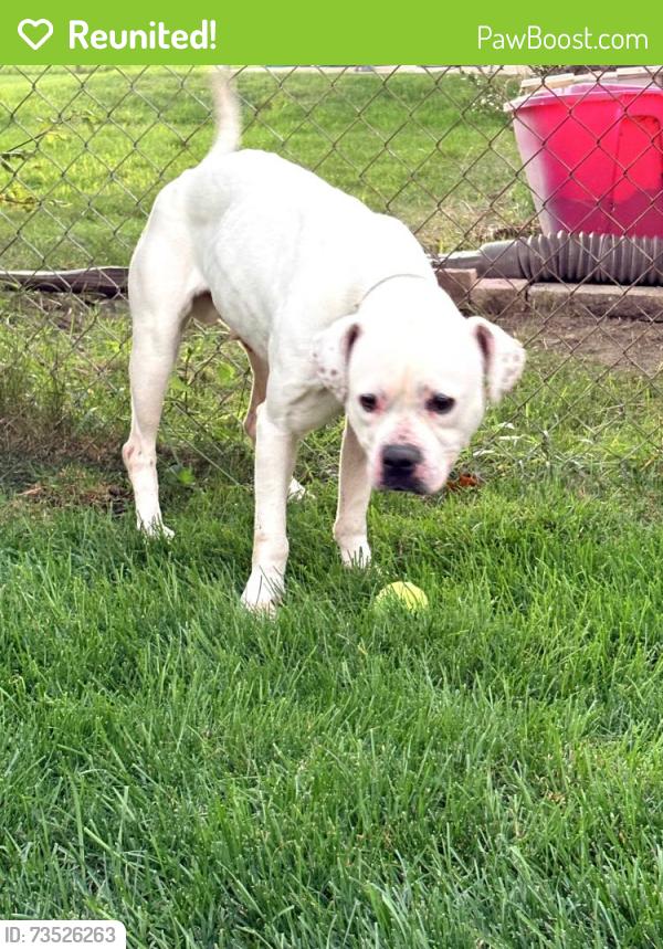 Reunited Male Dog last seen Fox hill, Sterling Heights, MI 48310