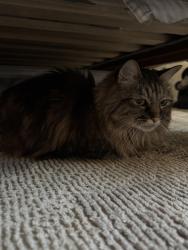 Reunited Female Cat last seen Near Brandeis Ave, Orlando, FL 32839