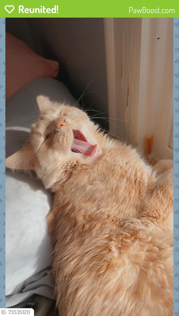 Reunited Male Cat last seen Wall Rd, Tobaccoville, NC 27050
