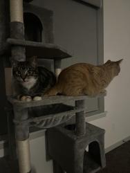 Reunited Male Cat last seen East Revere Drive, Sioux Falls, SD 57110