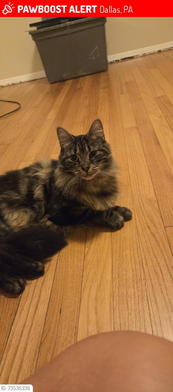 Lost Female Cat last seen Matchell Ave, split lane, Dallas, PA 18612