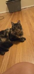Lost Female Cat last seen Matchell Ave, split lane, Dallas, PA 18612