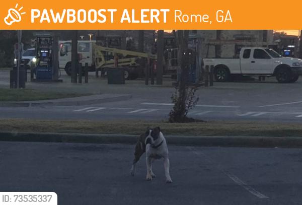 Found/Stray Unknown Dog last seen Jack's parking lot Shorter/Coker, Rome, GA 30165