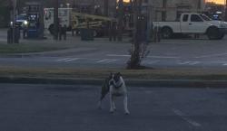 Found/Stray Unknown Dog last seen Jack's parking lot Shorter/Coker, Rome, GA 30165