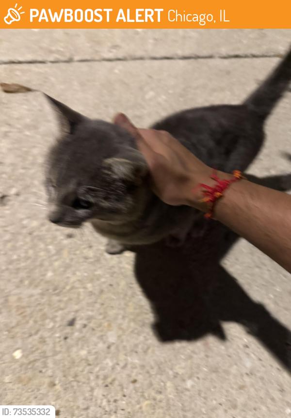 Found/Stray Male Cat last seen By Saint Ignatius College, Chicago, IL 60608