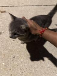 Found/Stray Male Cat last seen By Saint Ignatius College, Chicago, IL 60608
