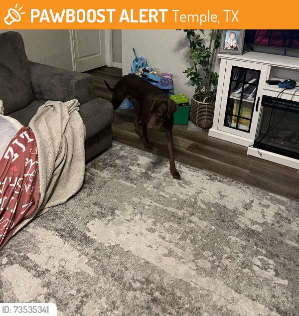 Found/Stray Female Dog last seen Hartrick Bluff Rd, Temple, TX 76508