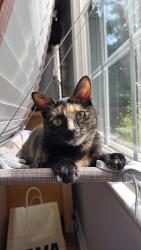 Reunited Female Cat last seen In the Bedford park community, Arlington, VA 22201