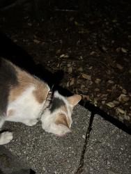 Found/Stray Unknown Cat last seen Terrace Ave W 31st ST, Woodland Park, NJ 07424