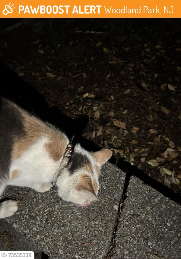 Found/Stray Unknown Cat last seen Terrace Ave W 31st ST, Woodland Park, NJ 07424