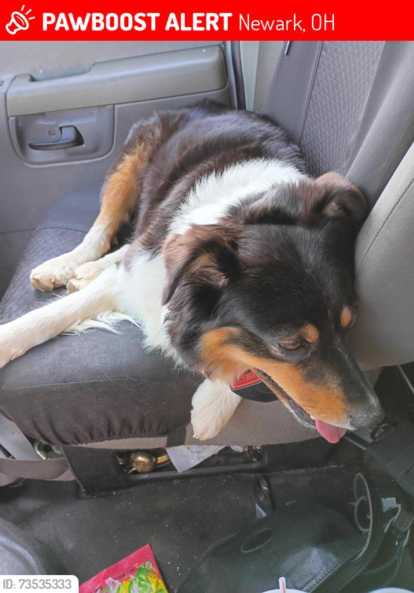 Lost Female Dog last seen Fire Station on 40th st., Newark, OH 43055