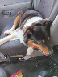 Lost Female Dog last seen Fire Station on 40th st., Newark, OH 43055