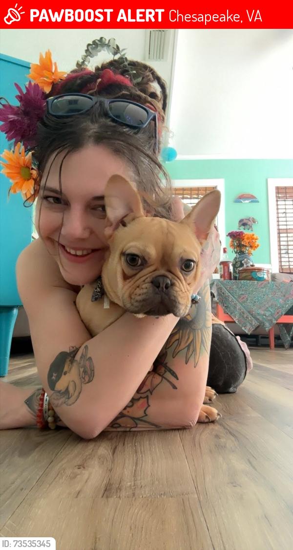 Lost Male Dog last seen Bull street and Oklahoma dr, Chesapeake, VA 23323