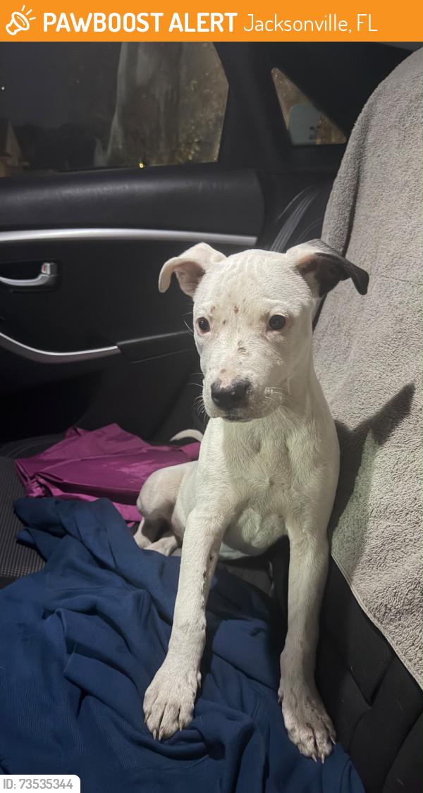 Found/Stray Female Dog last seen Lane avenue, Jacksonville, FL 32205