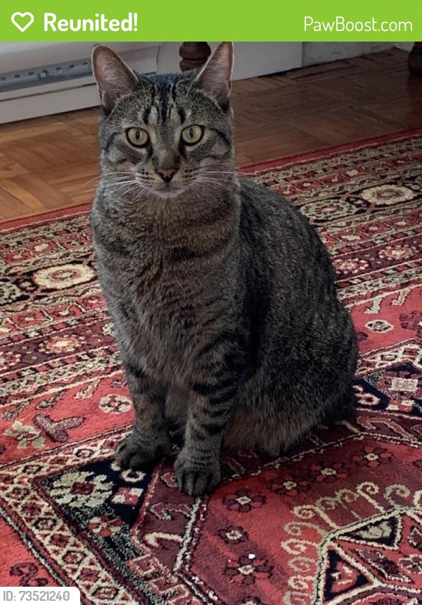 Reunited Male Cat last seen Walnut street between Shirley and Cedar, Halifax, NS 