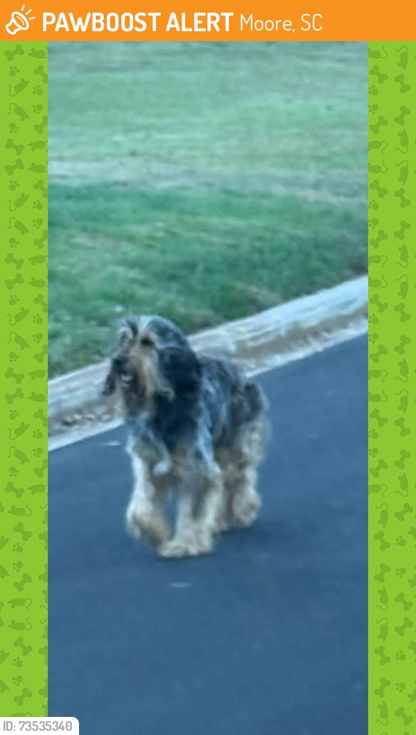Found/Stray Male Dog last seen Londonderry Subdivision, Moore, SC 29369