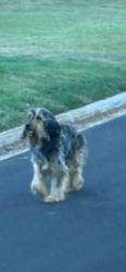 Found/Stray Male Dog last seen Londonderry Subdivision, Moore, SC 29369