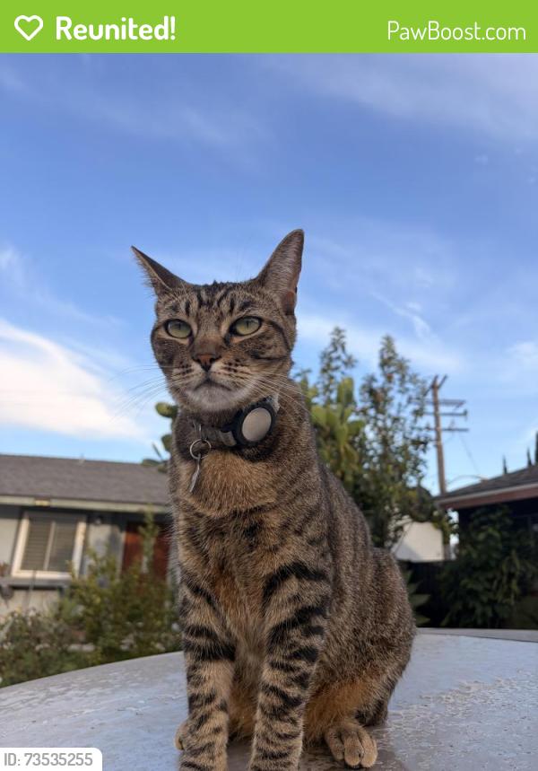 Reunited Male Cat last seen chalet dr. or park on pacific dr, Commerce, CA 90040