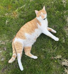 Lost Male Cat last seen N Sugar Ave and Cinnamon, Nampa, ID 83651