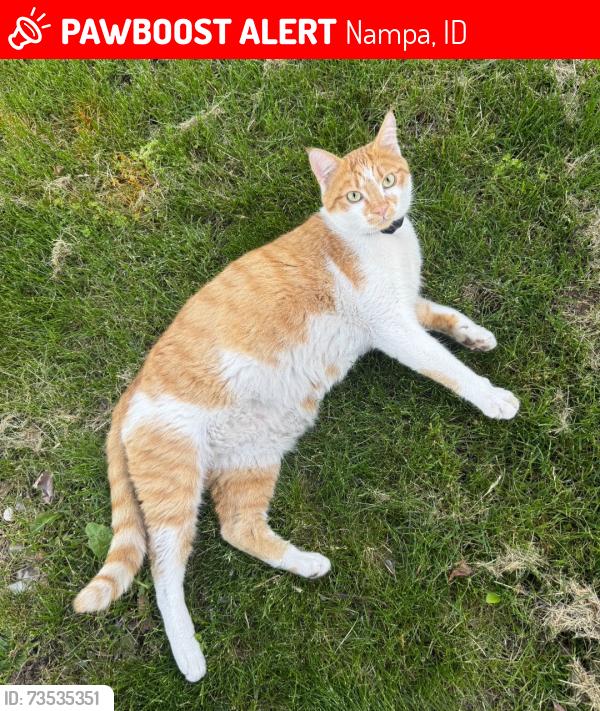 Lost Male Cat last seen N Sugar Ave and Cinnamon, Nampa, ID 83651