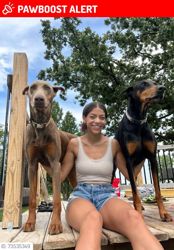 Lost Female Dog last seen Thunder rd and 115th, Augusta Township, KS 67010