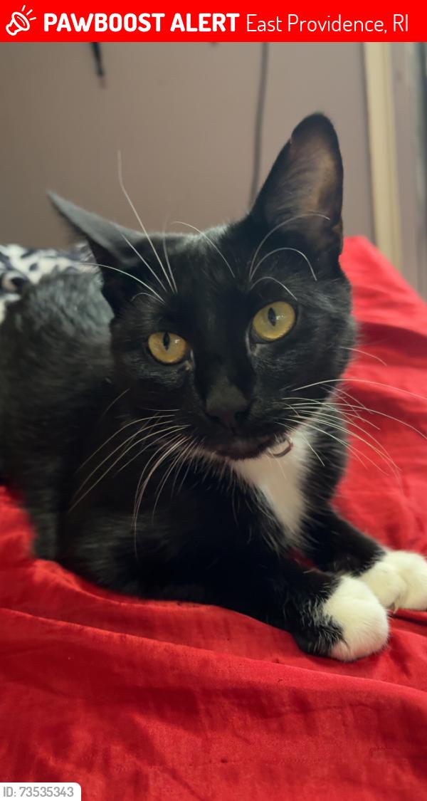 Lost Female Cat last seen willett ave riverside ri, East Providence, RI 02915