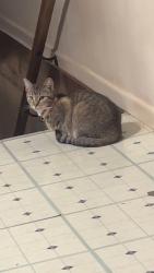 Reunited Female Cat last seen Near Harriman Hwy Oliver Springs, TN 37840 United States, Roane County, TN 37840