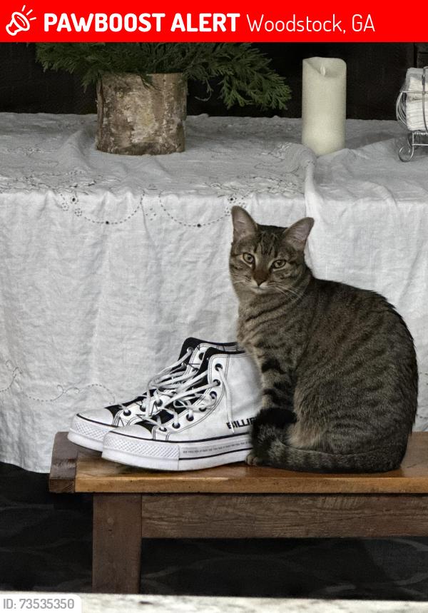 Lost Female Cat last seen Hubbard and Perkinson, Woodstock, GA 30188