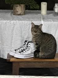 Lost Female Cat last seen Hubbard and Perkinson, Woodstock, GA 30188