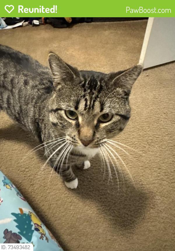 Reunited Male Cat last seen Nursery road, Santa Rosa Beach, FL 32459