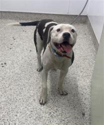 Shelter Stray Male Dog last seen Near BLOCK HICKORY ST, DETROIT, MI 48205, 1431 E Ferry St, Detroit, MI 48211, USA