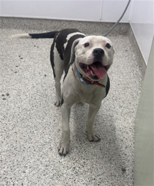 Shelter Stray Male Dog last seen Near BLOCK HICKORY ST, DETROIT, MI 48205, 1431 E Ferry St, Detroit, MI 48211, USA